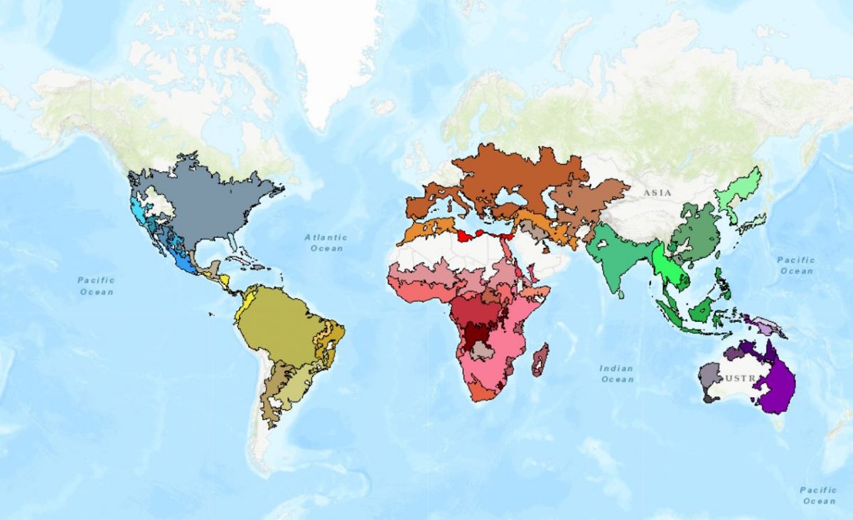 turtle map study