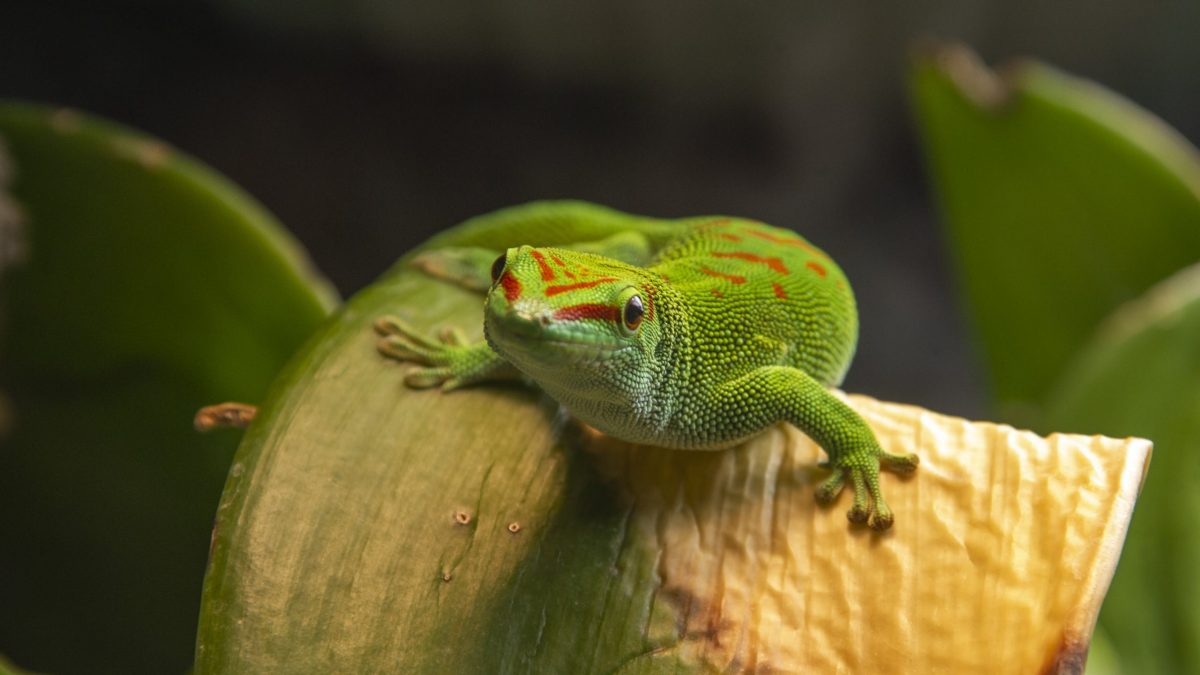 Madagascar Giant Day Gecko