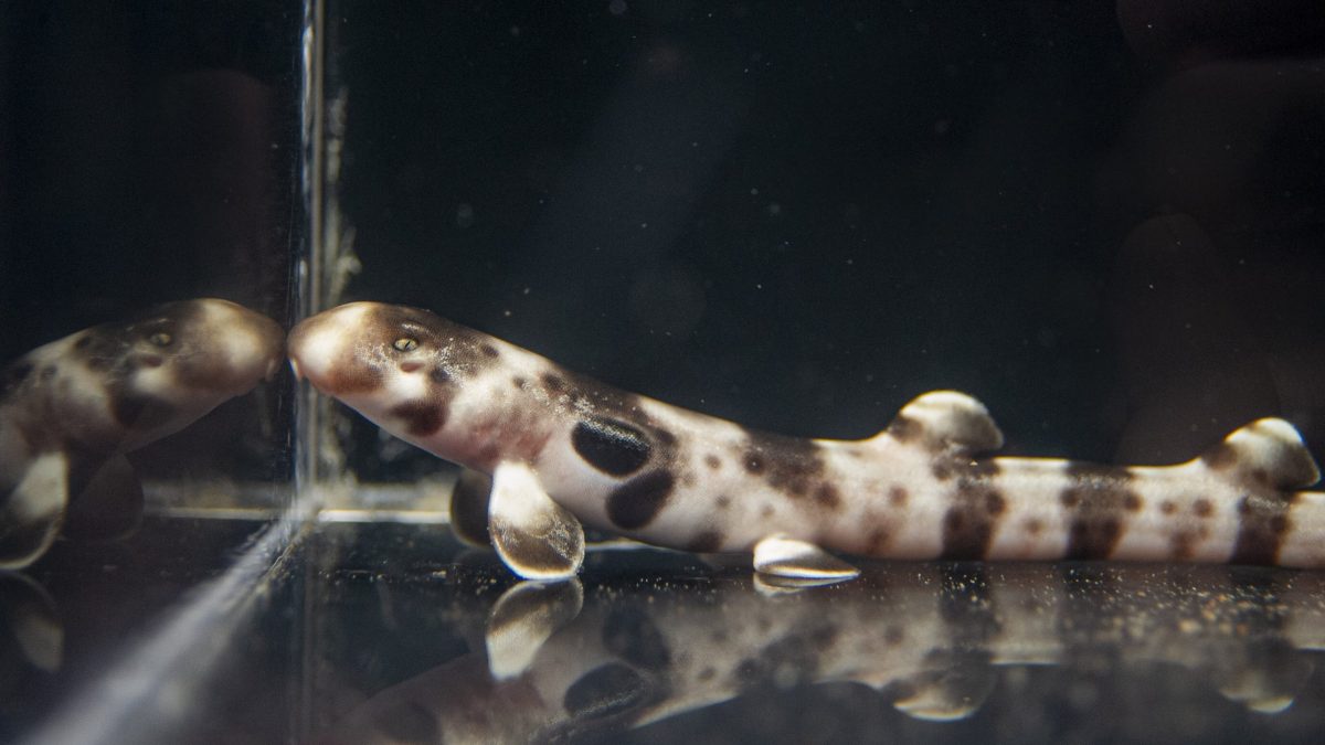 A Baby Epaulette Shark