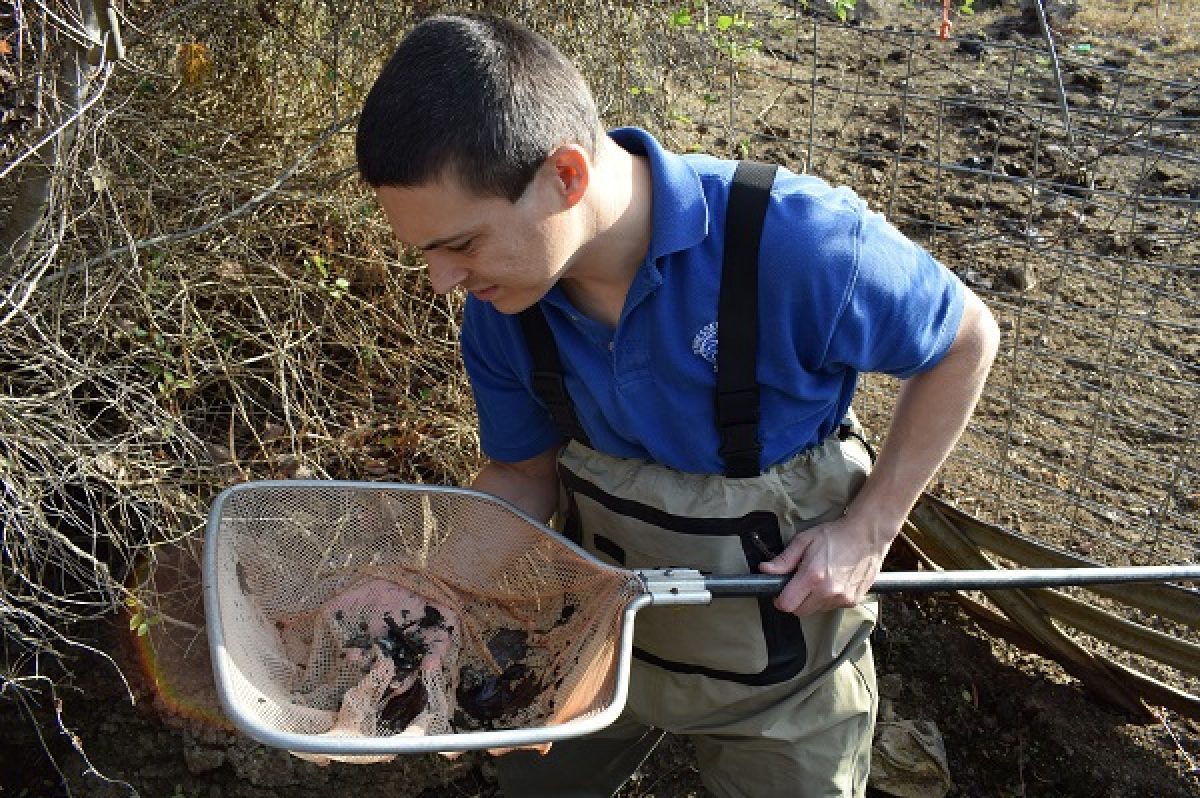 Barrens Topminnow being retrieved using a net