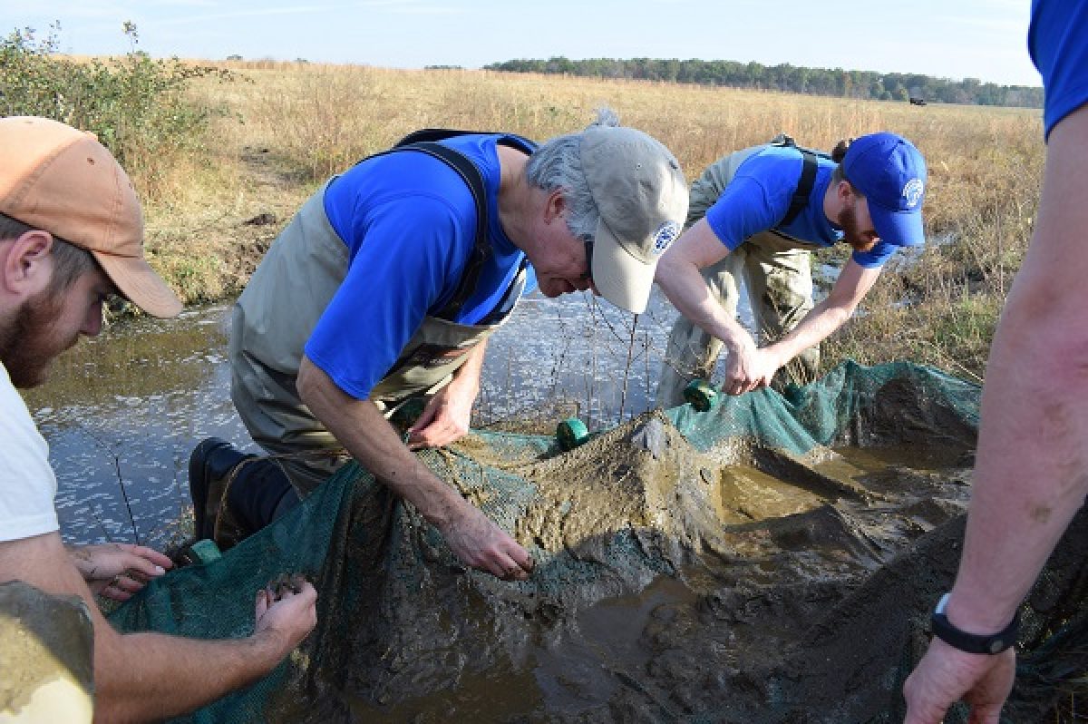 Aquarium Staff attempting to rescue Barrens Topminnow