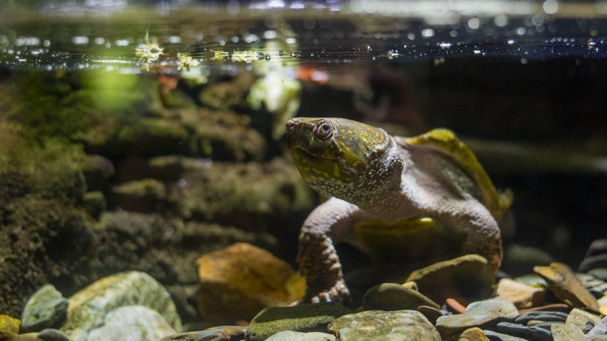 Chinese Big Headed Turtle