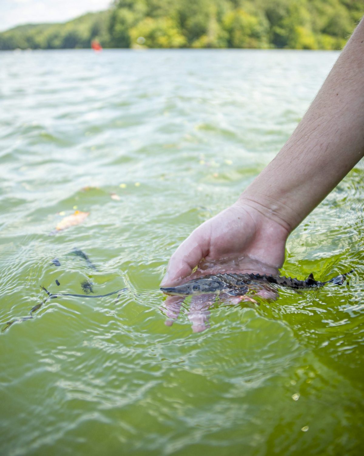 lake sturgeon