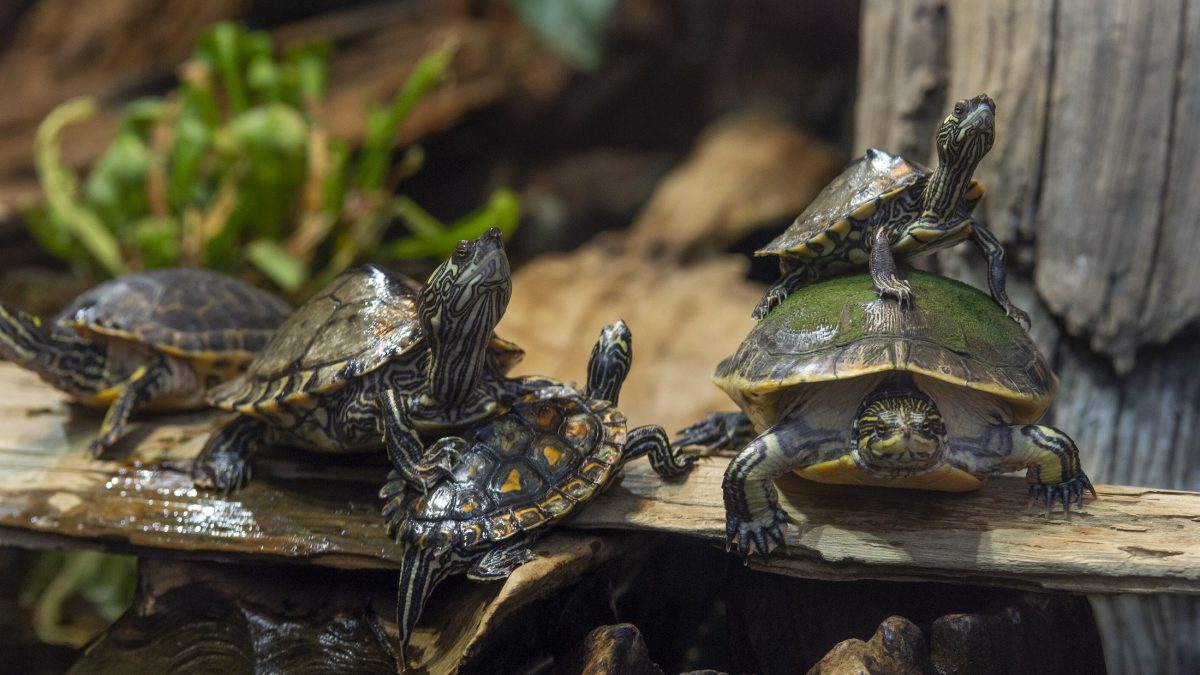 Freshwater turtles on log