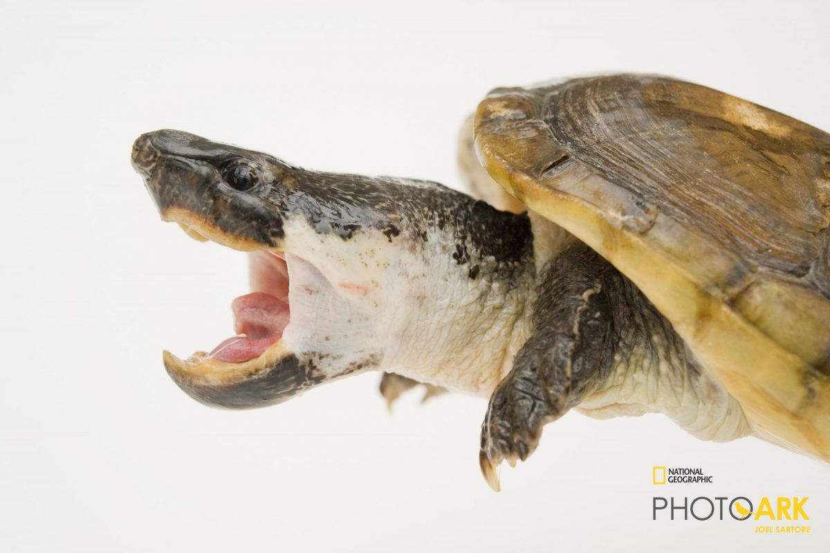 Mexican giant musk turtle (Staurotypus triporcatus) Joel Sartore Photo Ark