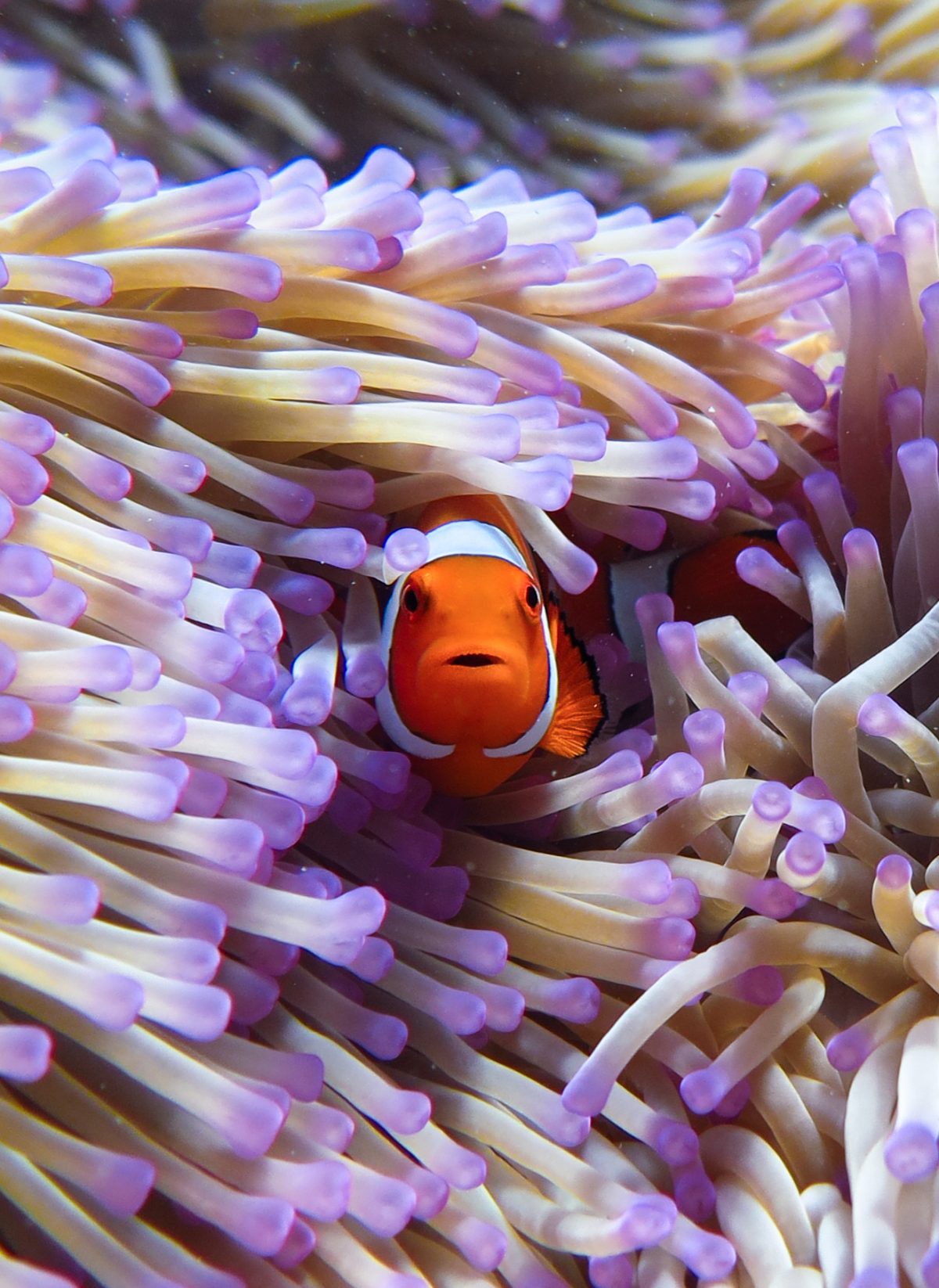 Clown Fish