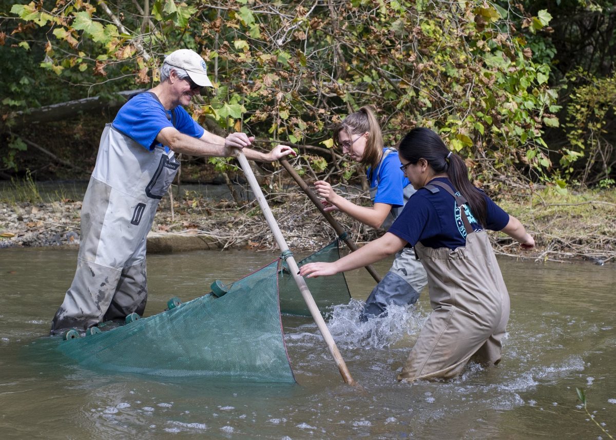 Using a fine-meshed seine net in the South Chickamauga Creek