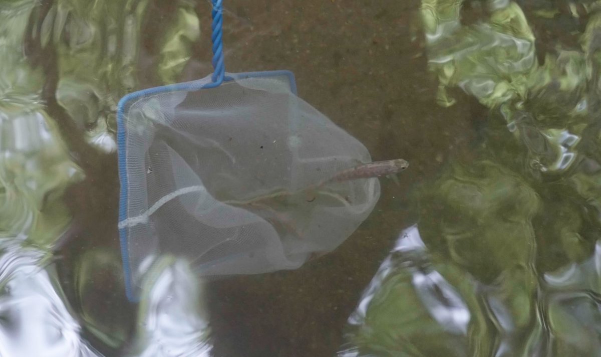 Southern Appalachian Brook Trout fry swimming out of net