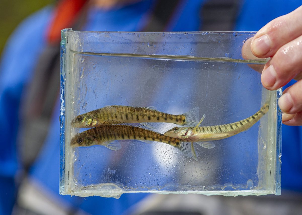 Trio of Common Logperch