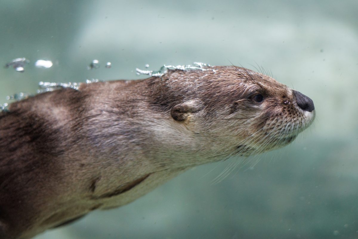 North American River Otter swimming underwater