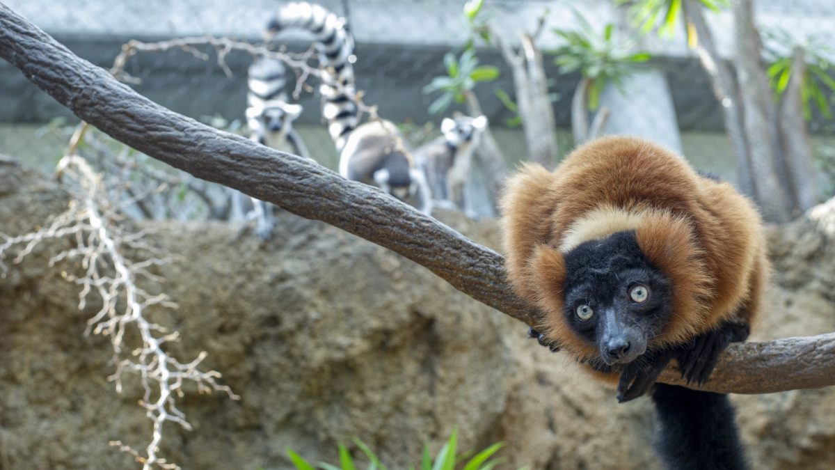 red-ruffed lemur in tree