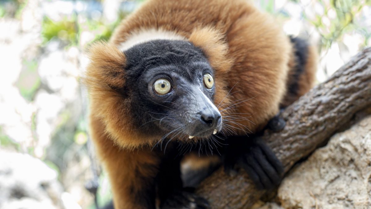 Red-Ruffed Lemur 4