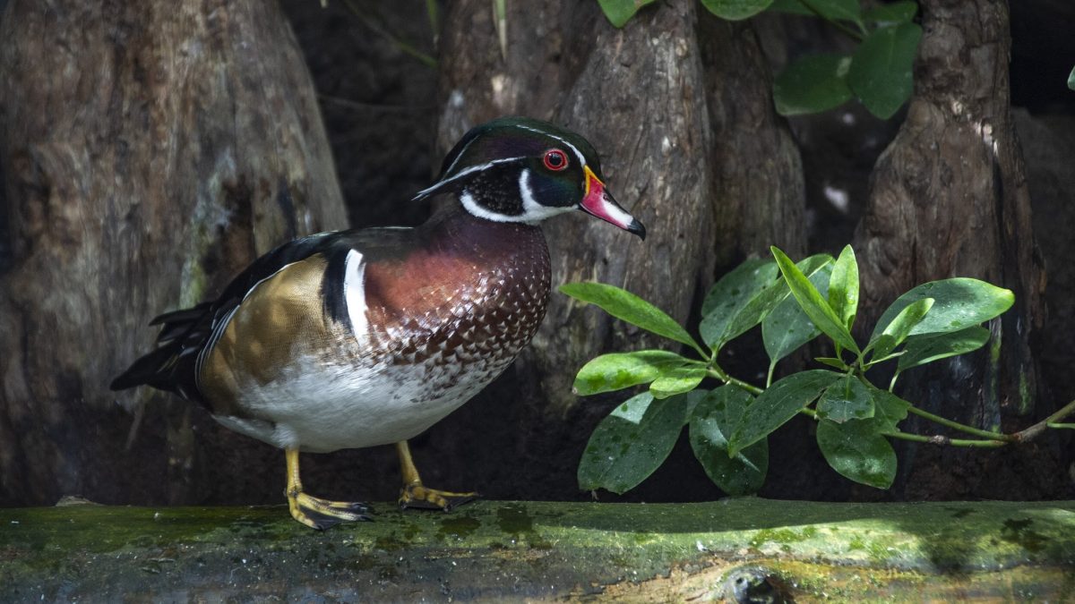 Wood Duck on log