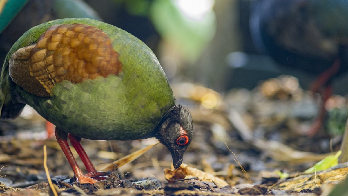 Crested Wood Partridge pecking ground