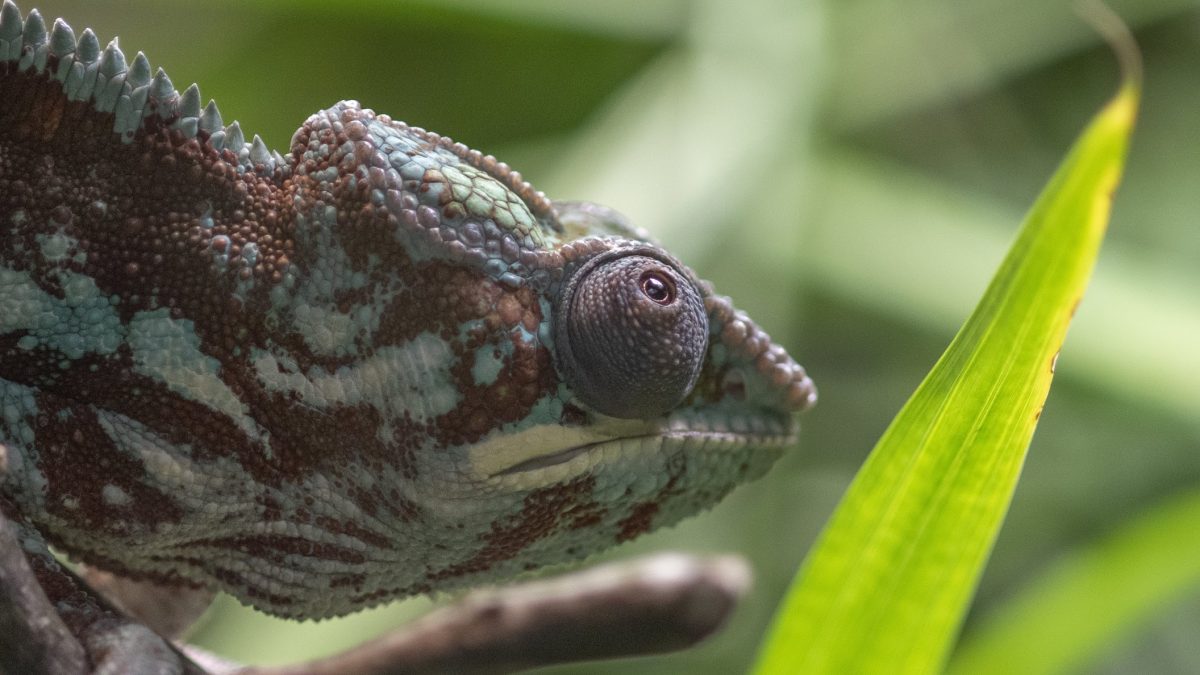 Panther CHameleon