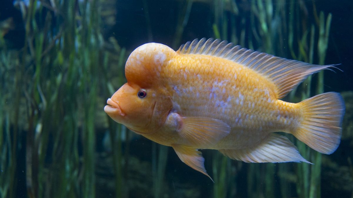 Midas Cichlid