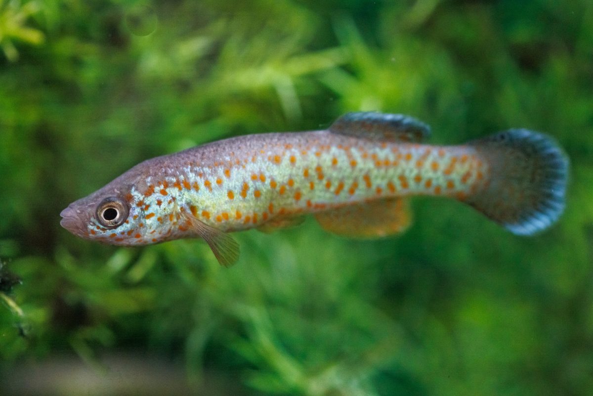 Barrens Topminnow fish