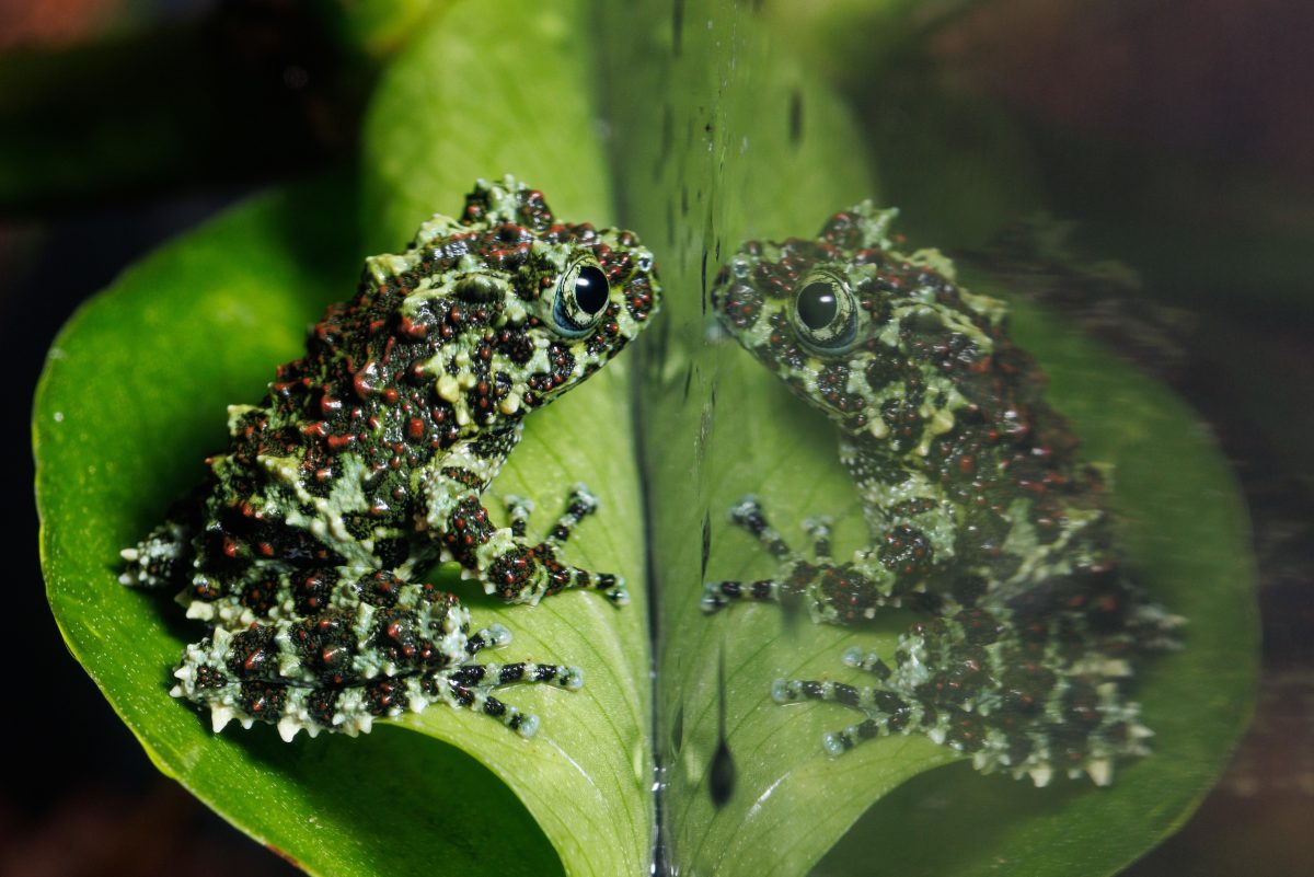A Vietnamese Mossy Frog (Theloderma corticale) in the Rivers of the World gallery at the Tennessee Aquarium.
