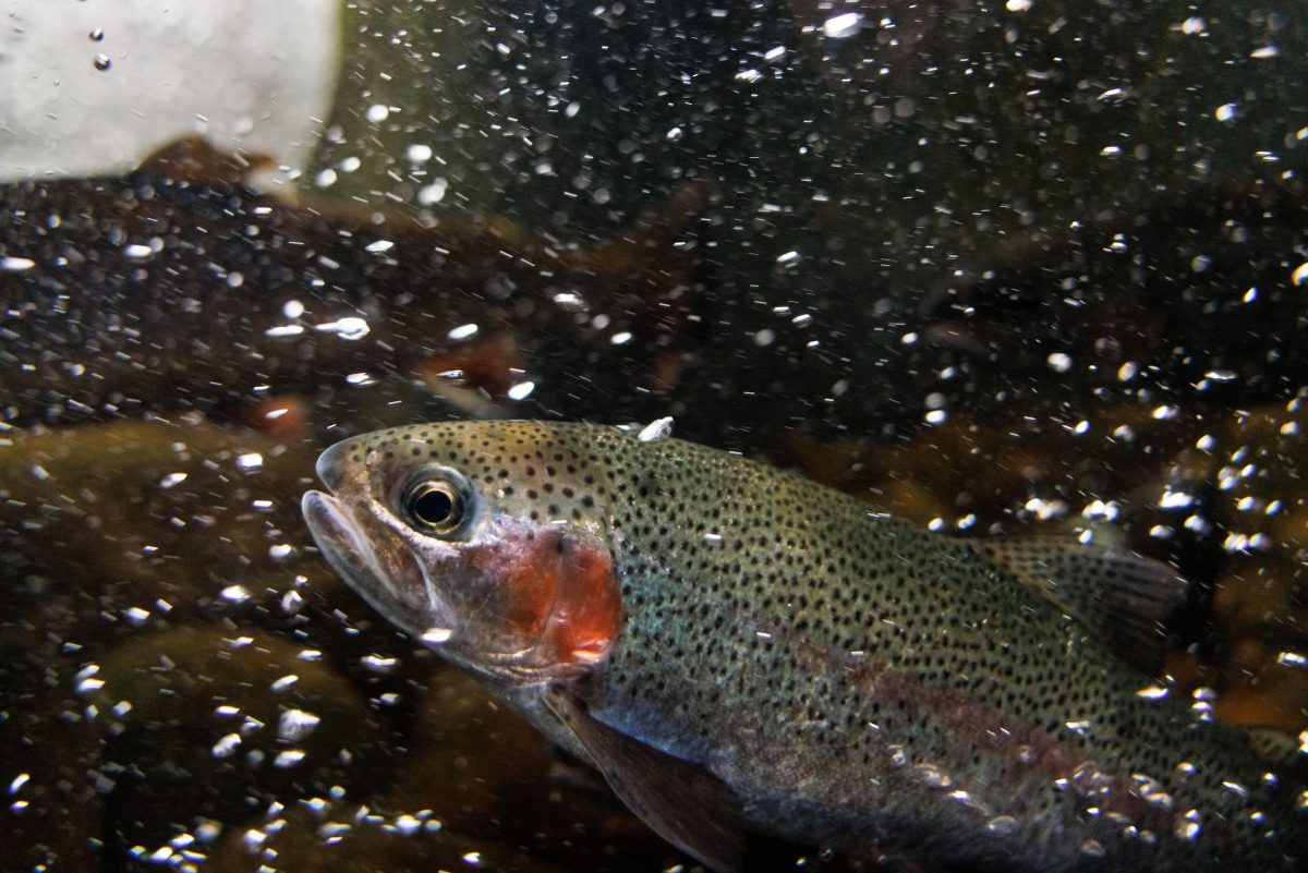 Rainbow Trout with bubbles around it