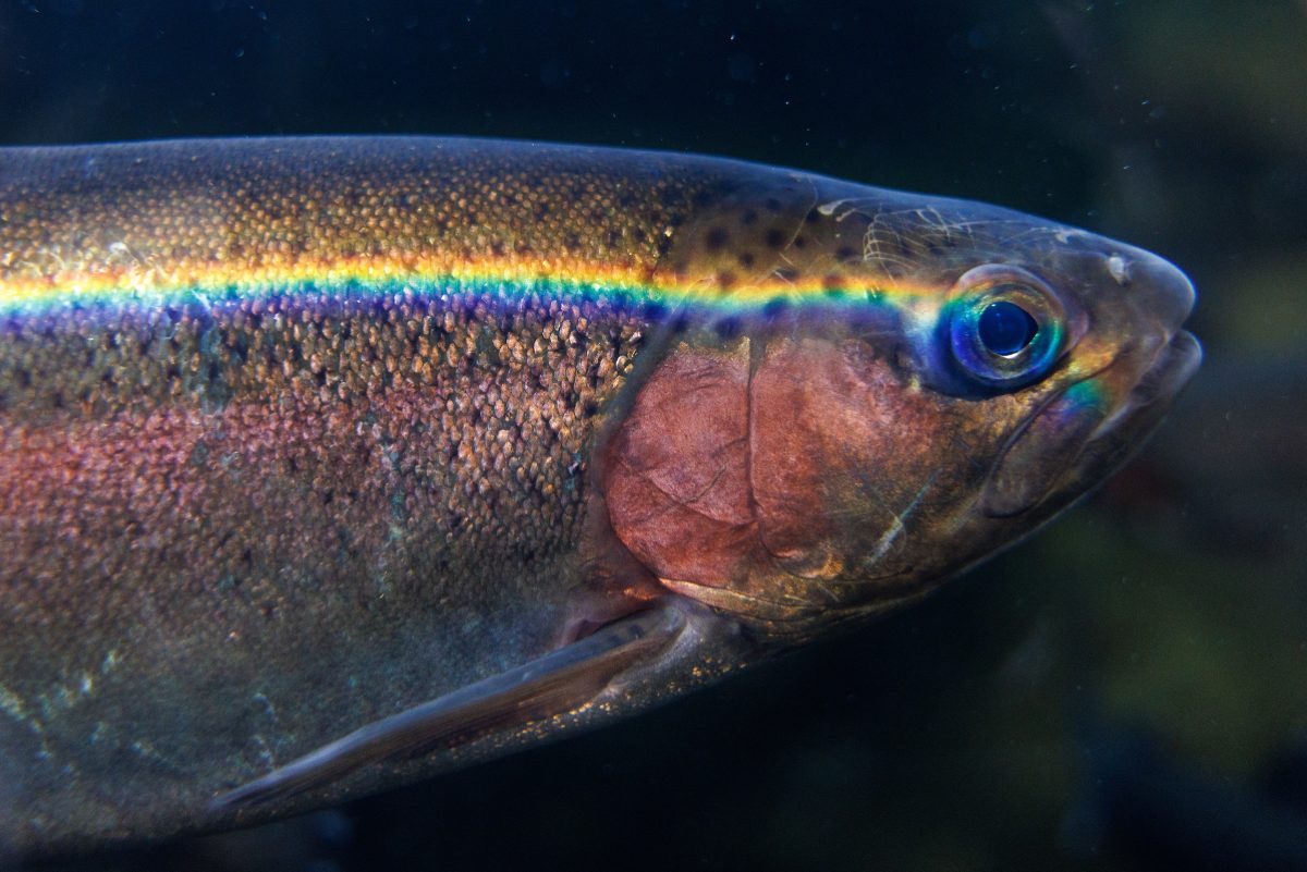 A close up photo of a Rainbow Trout