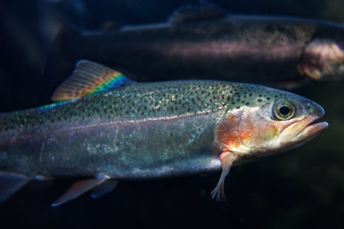 A Rainbow Trout in the Appalachian Cove Stream exhibit.