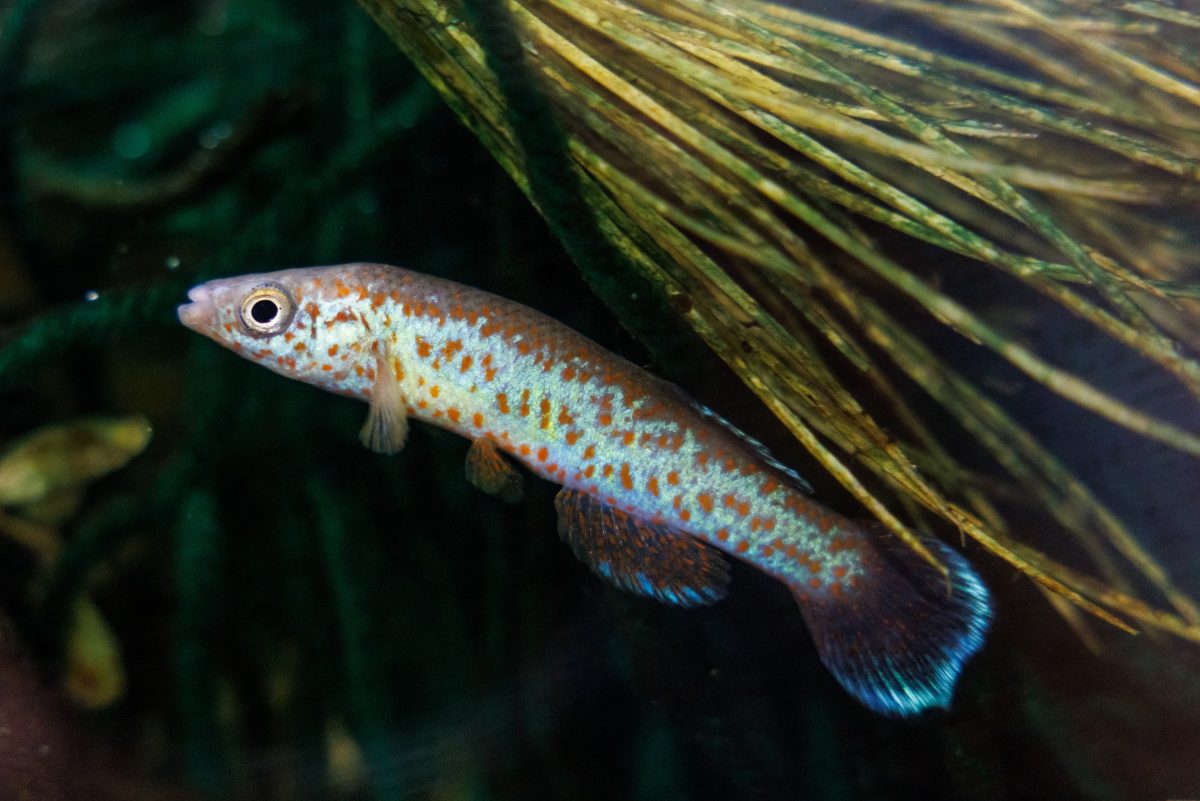 Barrens Topminnow fish