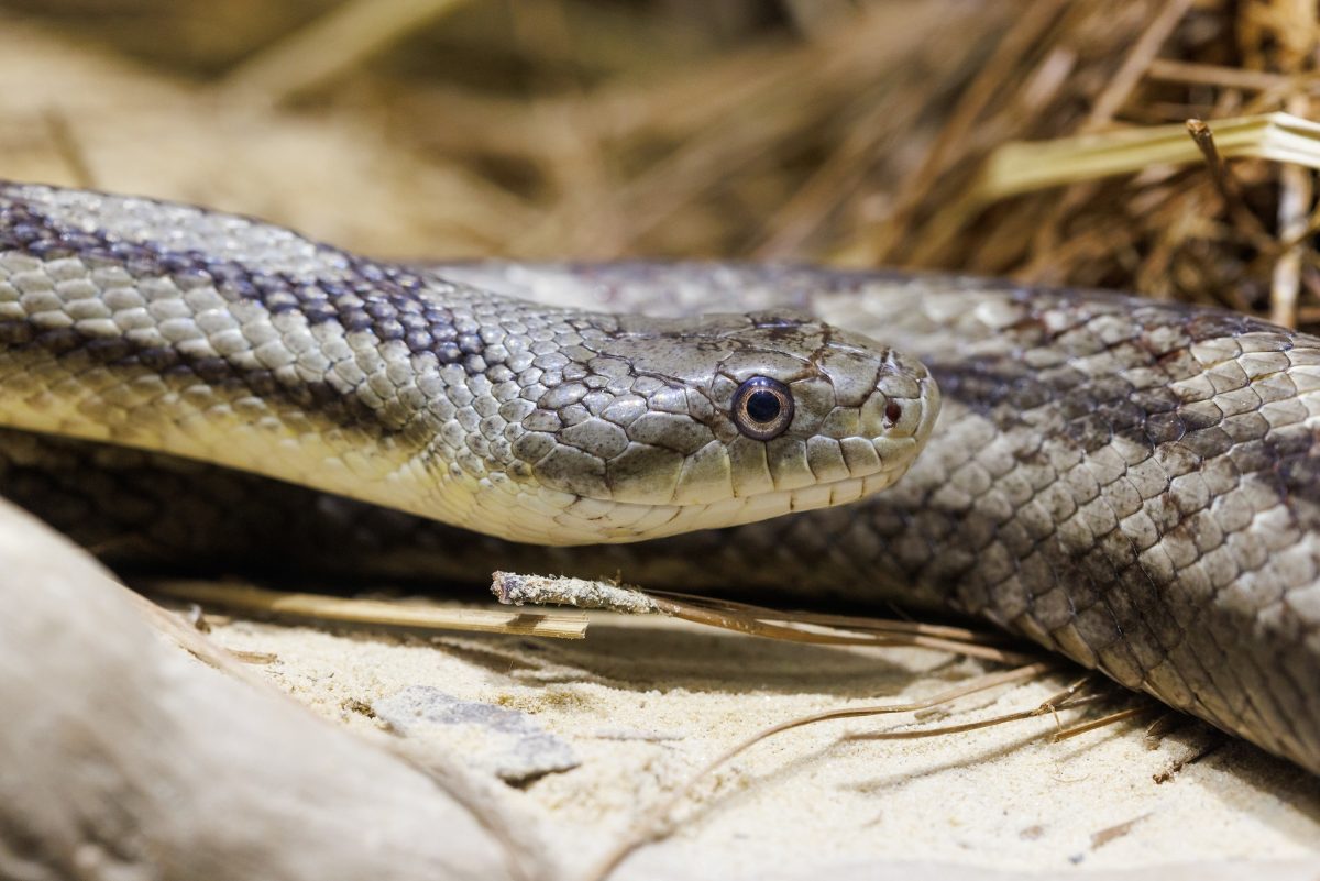 20220711 Eastern Rat Snake 01