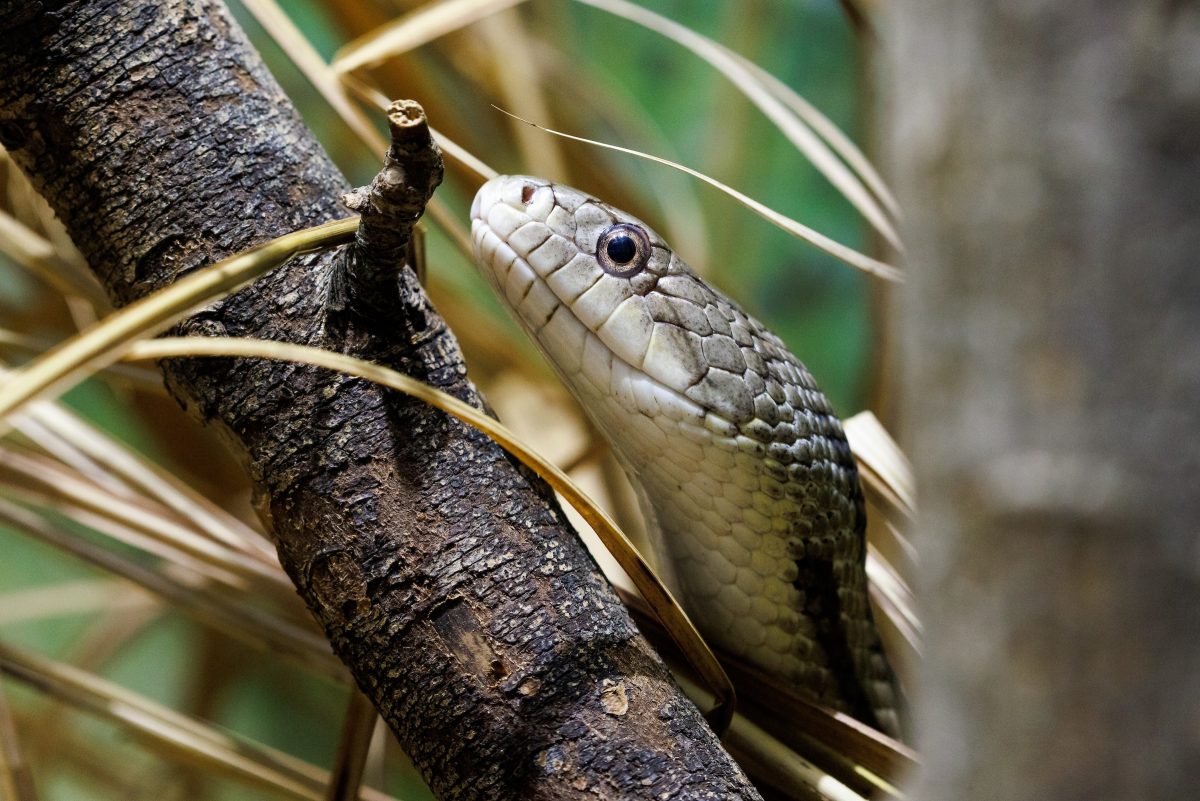 An Eastern Rat Snake in the Gopher Tortoise exhibit in Delta Country.