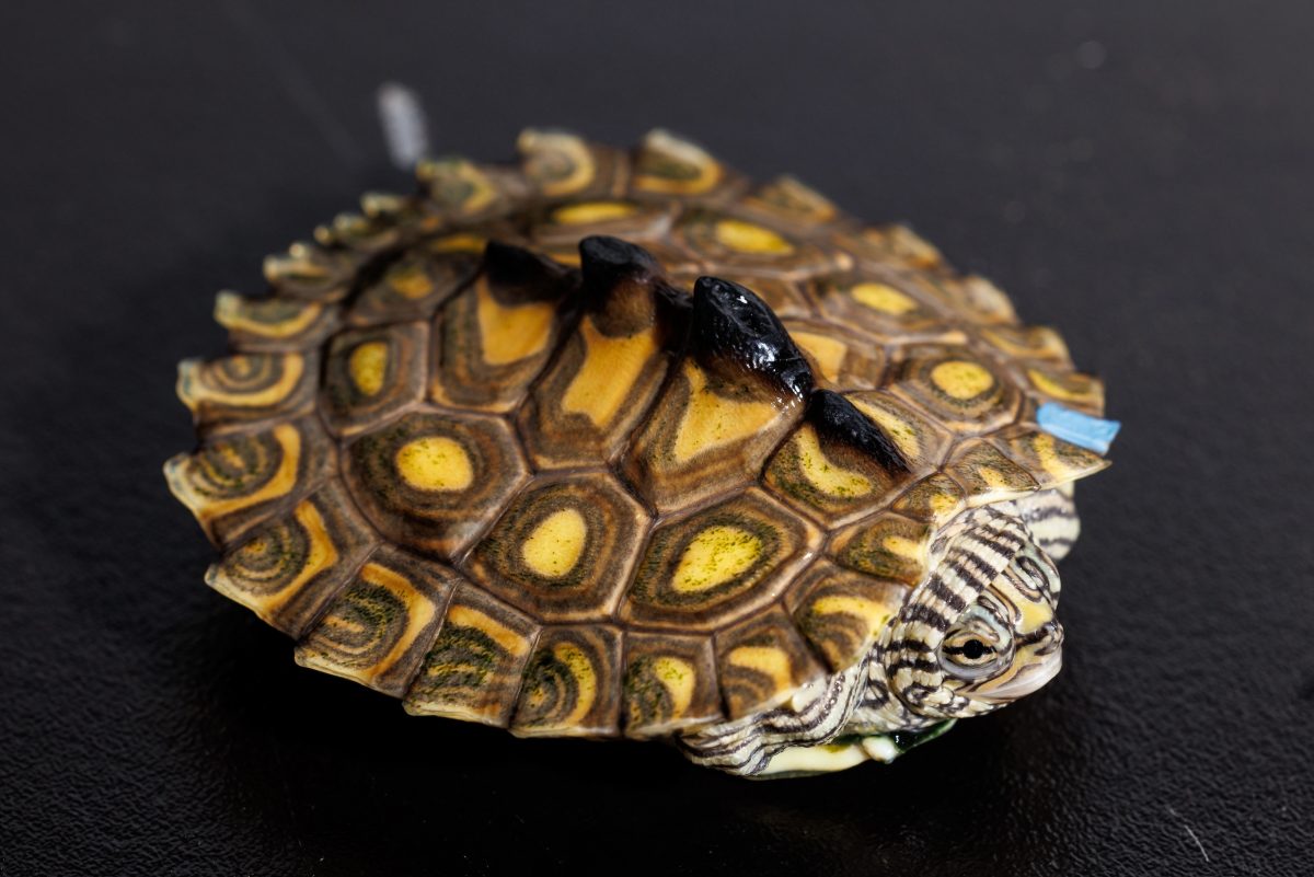 Yellow-blotched map turtle