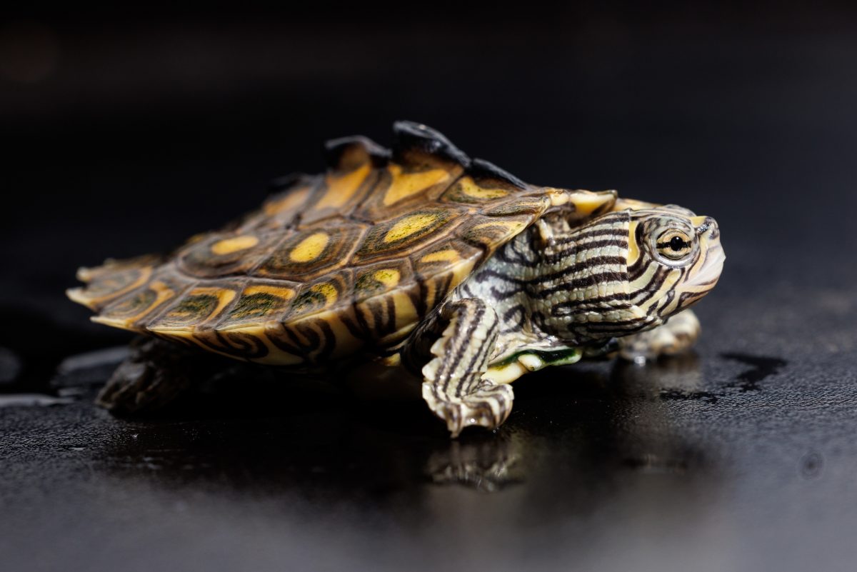 Yellow-blotched map turtle