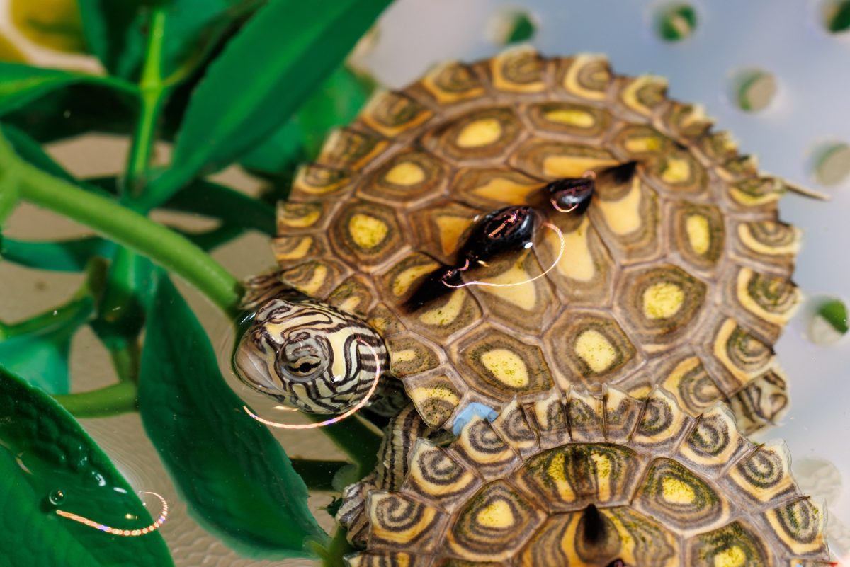 Yellow-blotched Map Turtle (Graptemys flavimaculata)