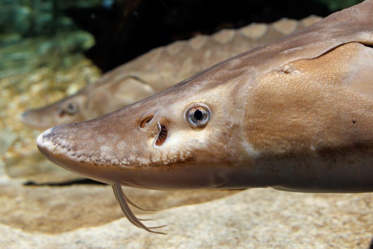 Lake Sturgeon fish