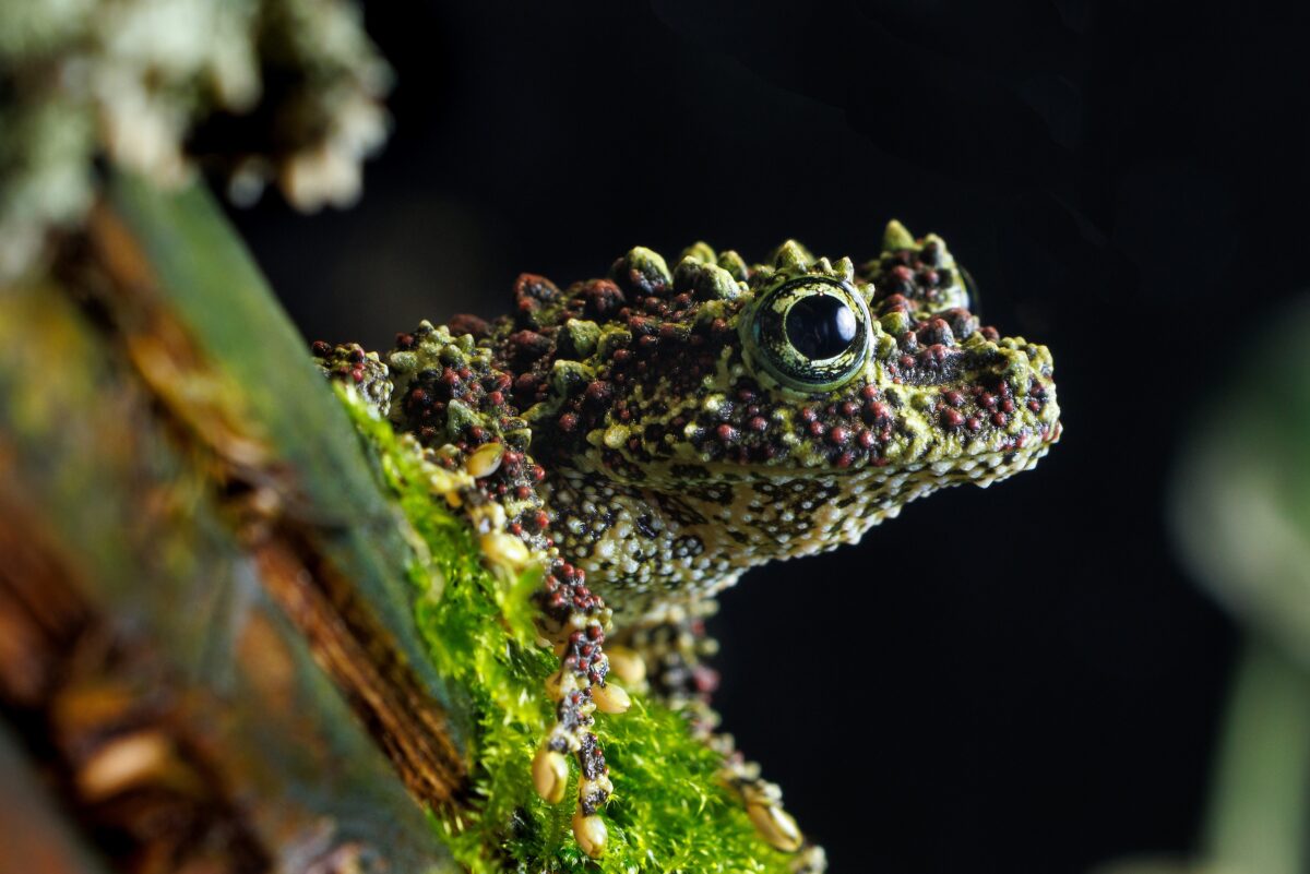 Vietnamese Mossy Frog (Theloderma corticale).