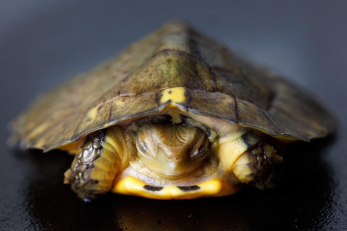 A four-eyed turtle hatchling