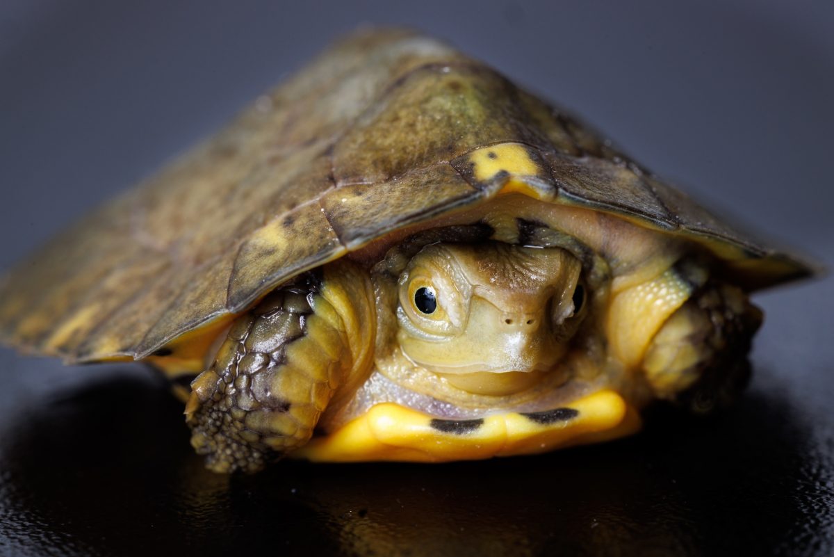 A Four-eyed Turtle (Sacalia quadriocellata) hatched at the Tennessee Aquarium.