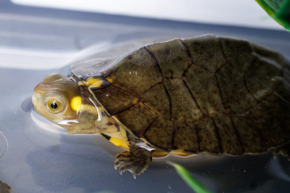 A four-eyed turtle hatchling in water