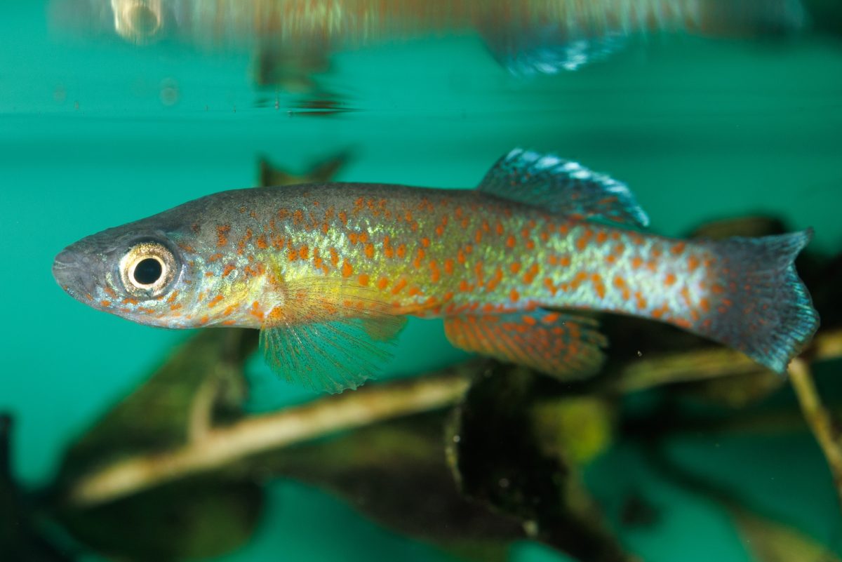 Barrens Topminnow (Fundulus julisia)