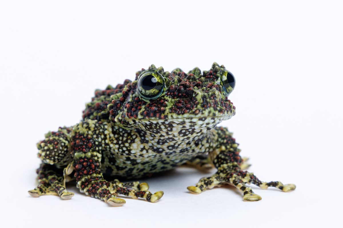 Vietnamese Mossy Frog (Theloderma corticale).