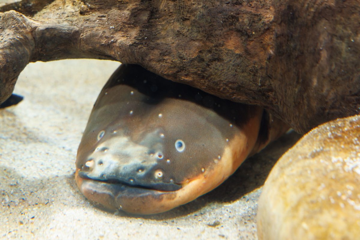 Close-up of Miguel the Electric Eel in his habitat