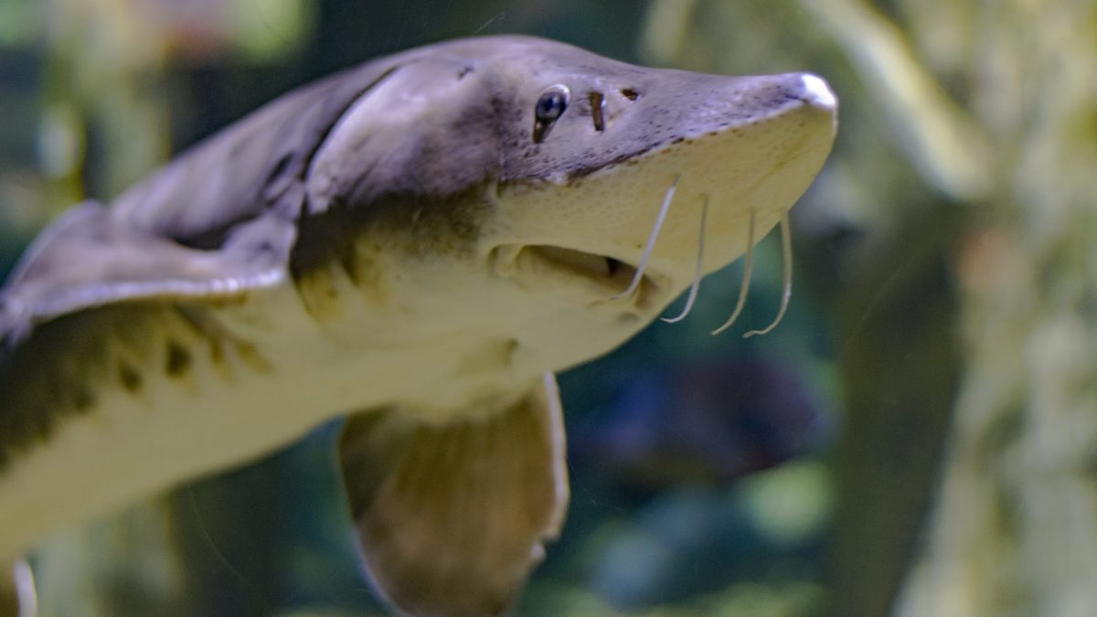 Lake Sturgeon