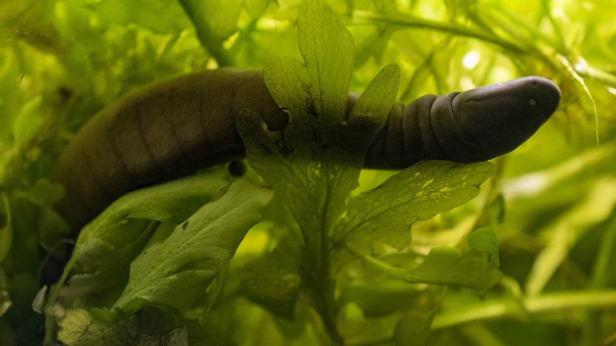 Aquatic Caecilian