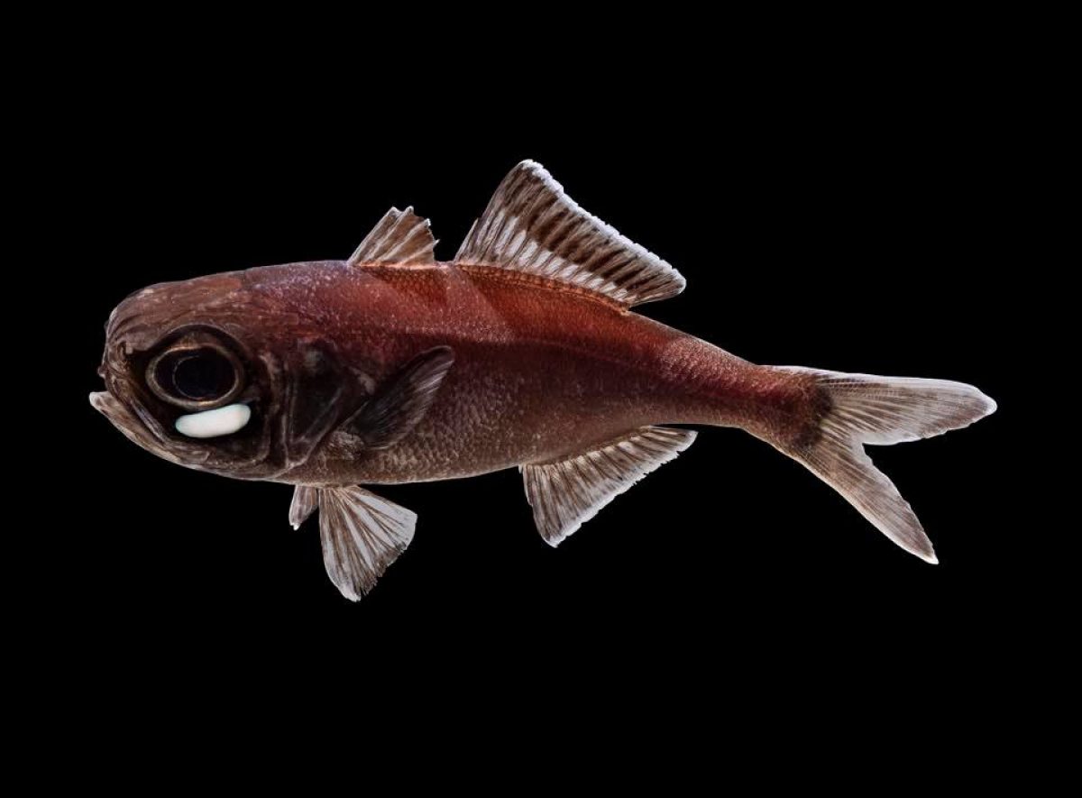 Flashlight fish composite