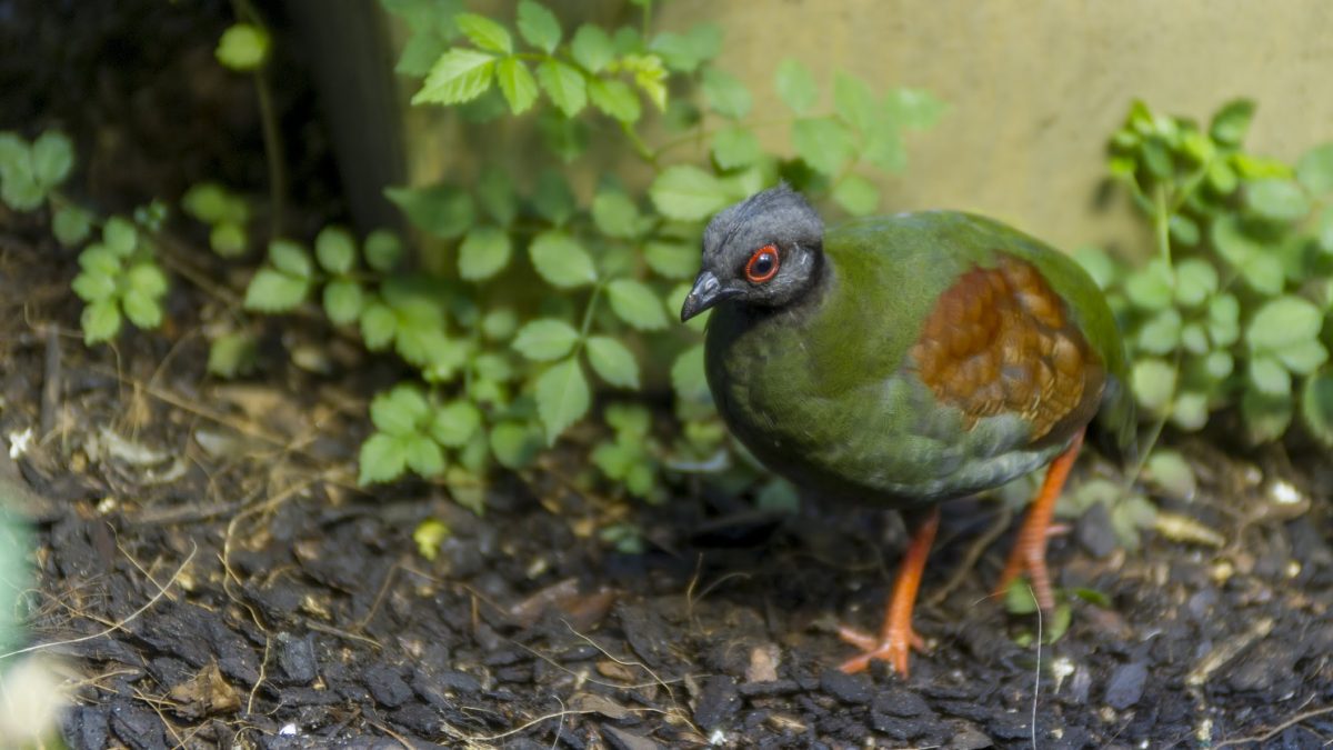 Crested Wood Partridge