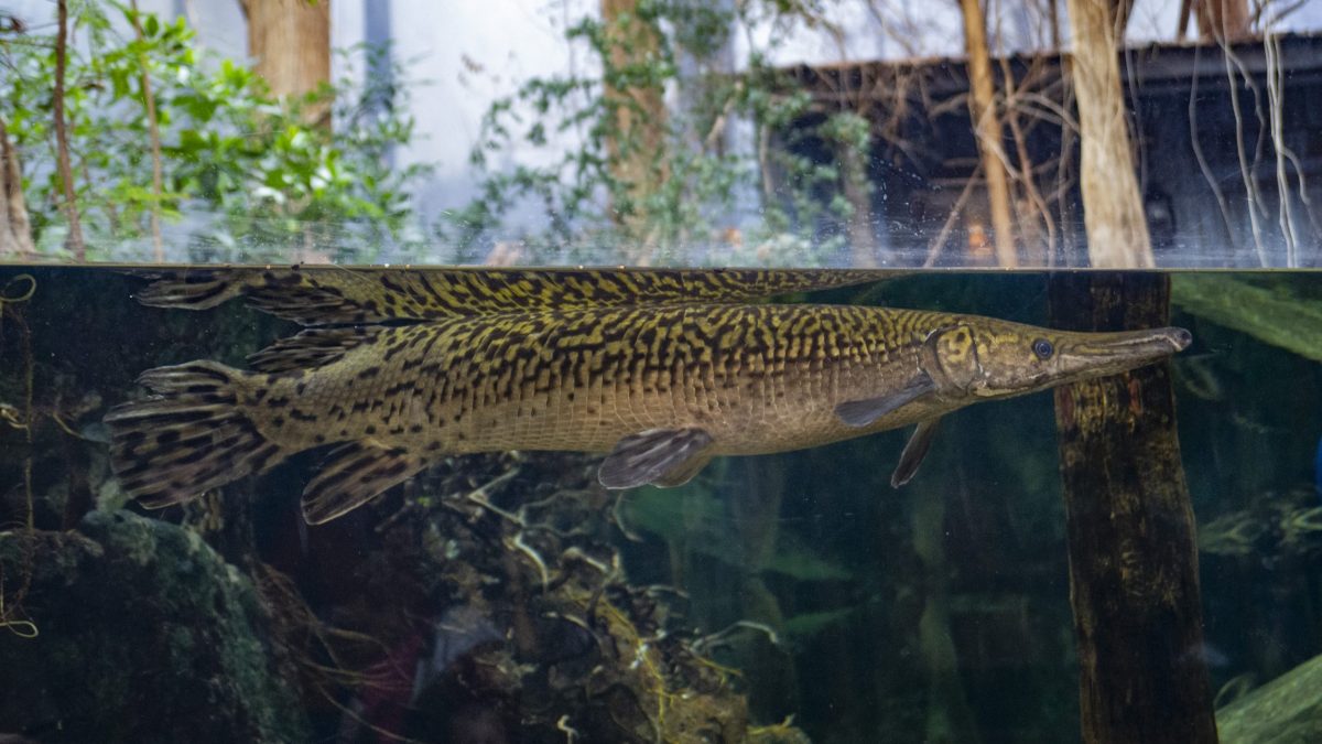 Alligator Gar 1