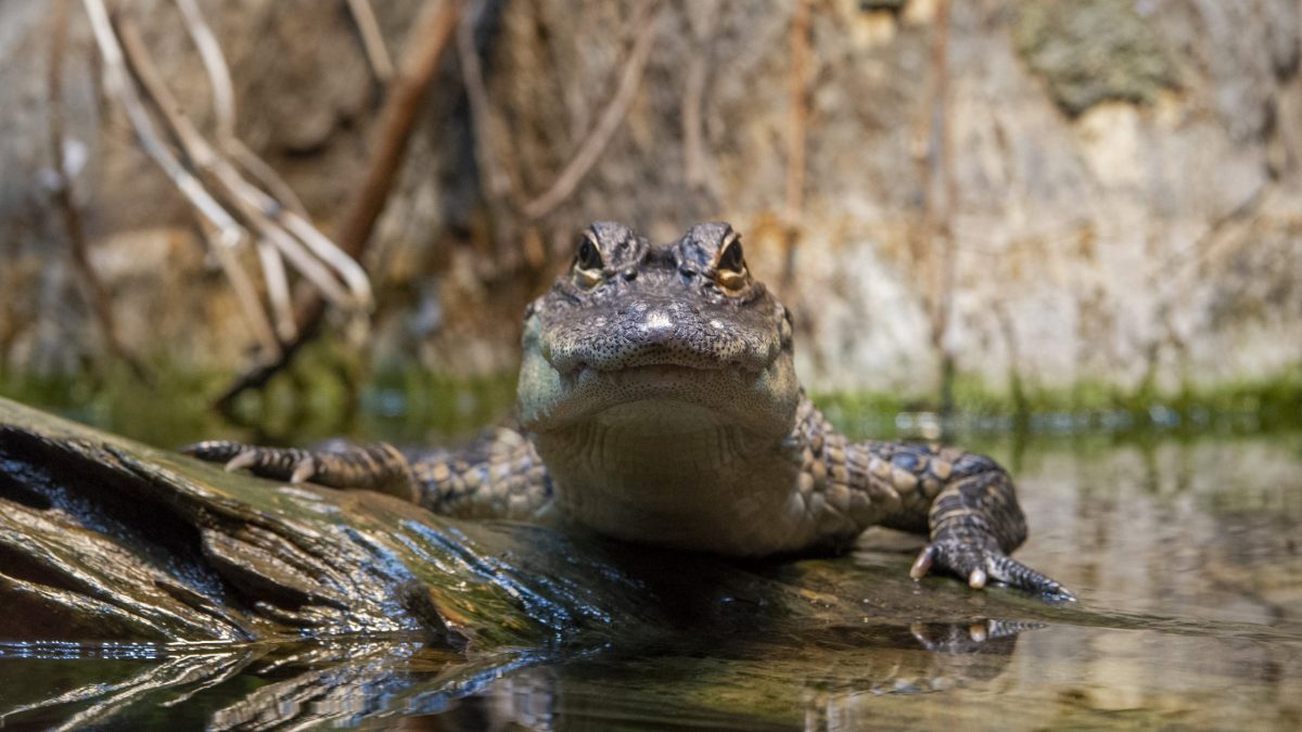 American Alligator