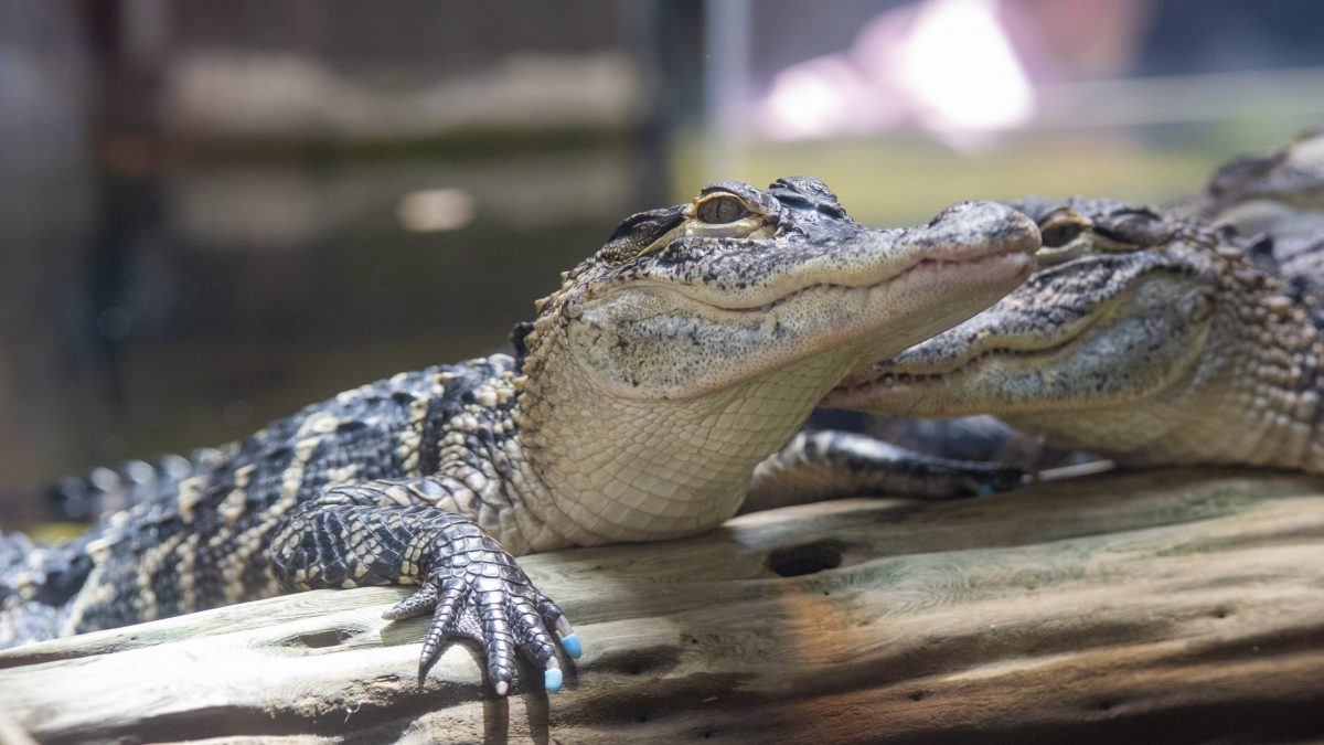 American Alligator