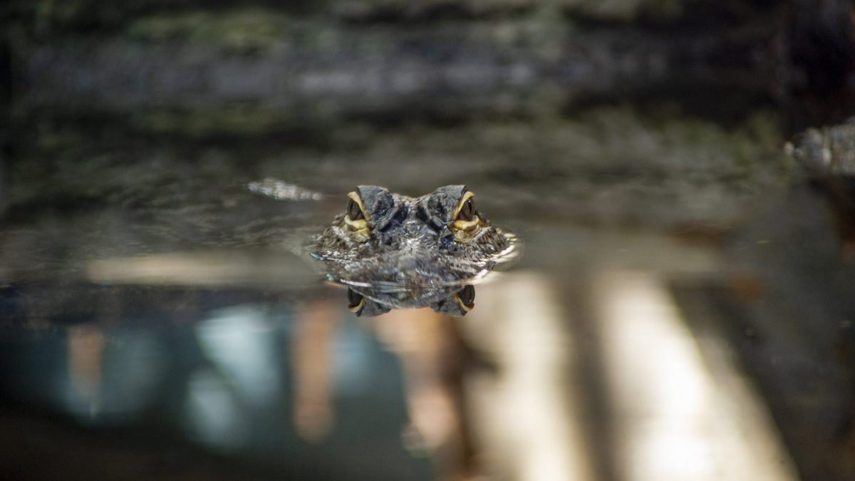 American Alligator