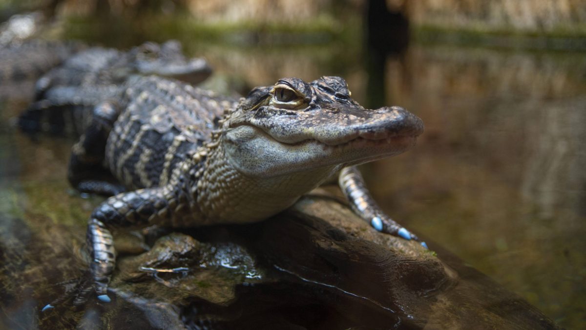 American Alligator 4