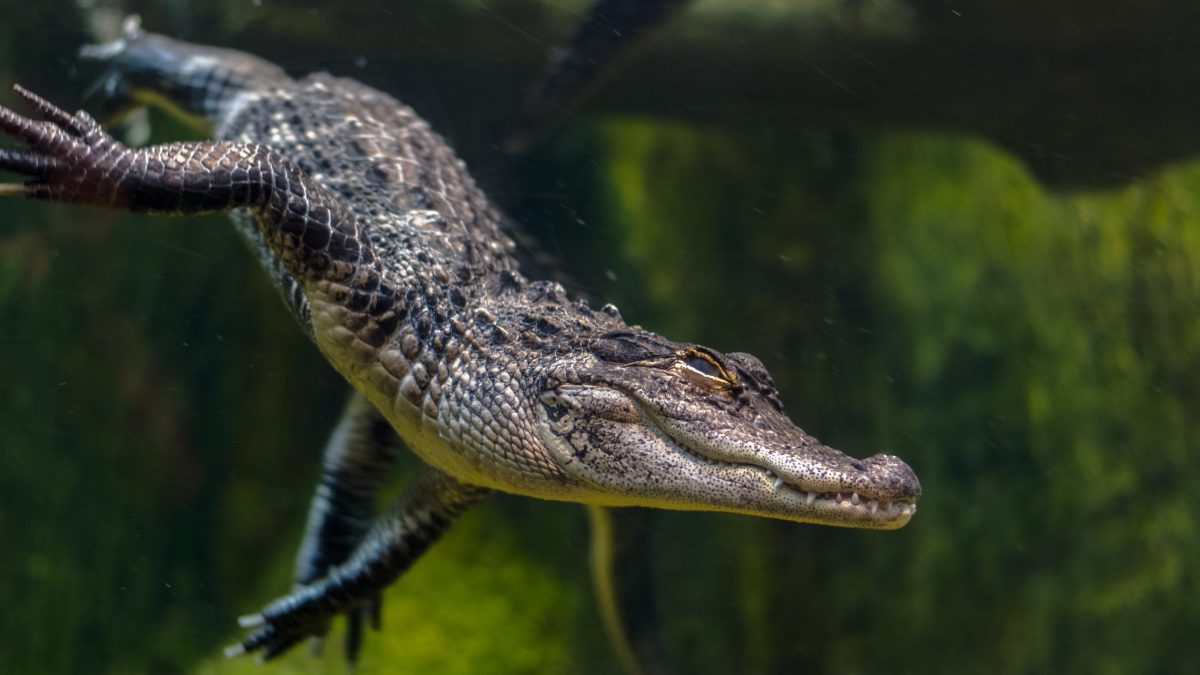 American Alligator