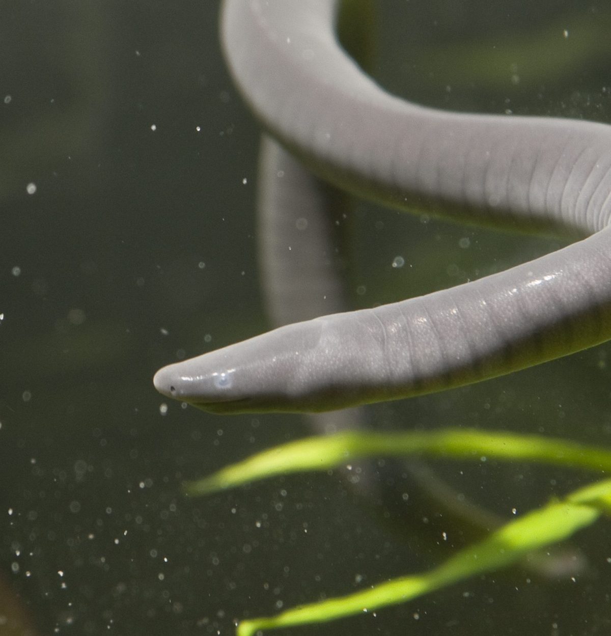 Aquatic Caecilian 0001